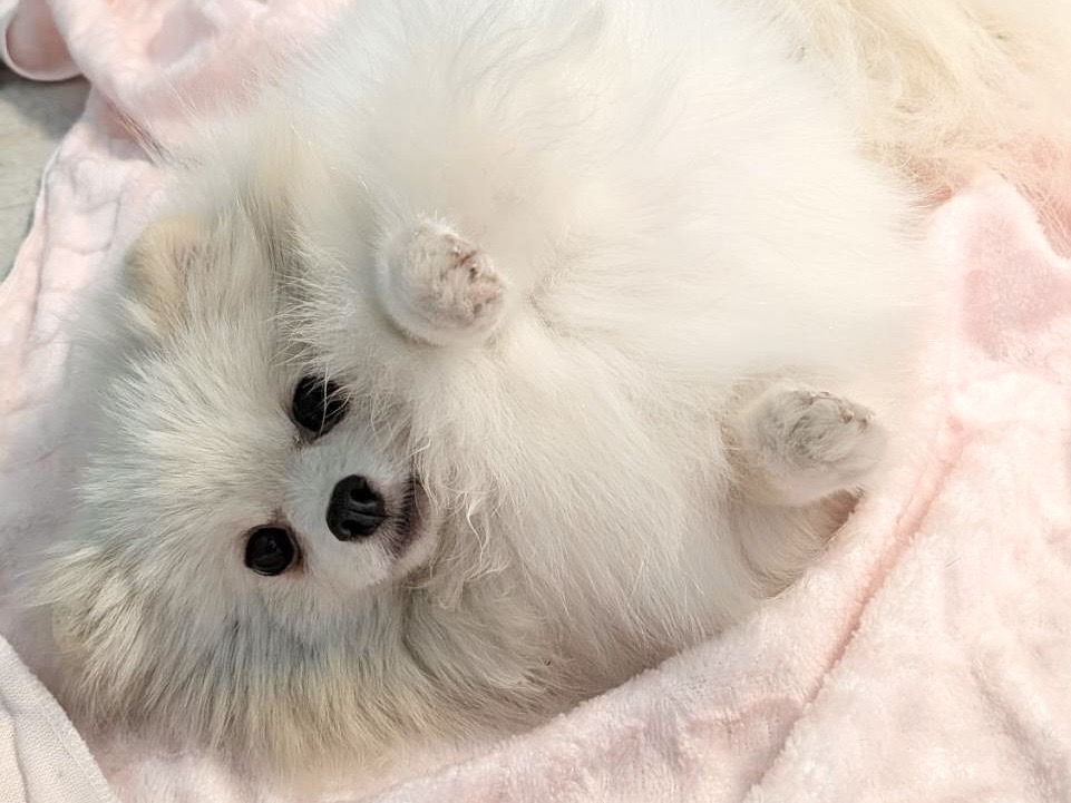 保護犬・猫 - petfelice（ペットフェリーチェ）公式ホームページ 犬の