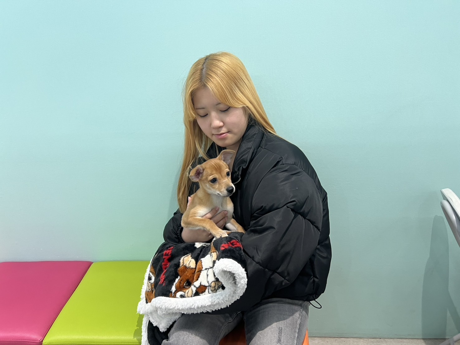 エアロ】MIX（スピッツ×ミニチュアピンシャー） - petfelice（ペット